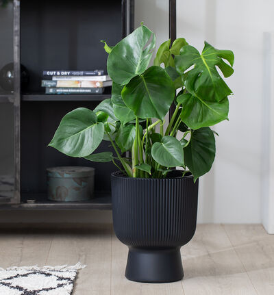 Monstera  Monstera